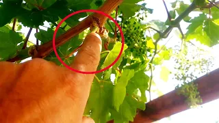 Grape seeding method |  Grape seed time |  Grape seed benefits