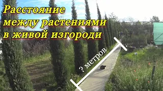 Расстояние между растениями в живой изгороди.