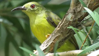 Wild Female BROWN-THROATED SUNBIRD close-up