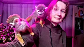 Bitten by a monkey! Brutal monkey attack on guests at @ZOOCOM club