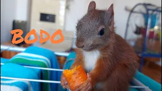 Bodo das Baby Eichhörnchen | Baby Squirrel