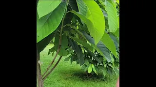 Inlay Graft on Pawpaw