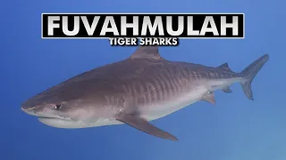 Diving with Tiger Sharks at Fuvahmulah, Maldives [4k]
