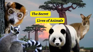 The Secret Lives of Animals:  Unveiling Nature's Mysteries