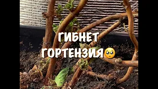 😱БЕДА С МОЕЙ ГОРТЕНЗИЕЙ, ПОЧЕМУ ПОГИБАЕТ 🥺 СПОСОБ КАК СПАСТИ ЦВЕТОК