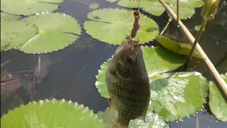 Thilapi fishing 🐠🐟 | srilanka fishing video |fishing video #srilanka #fishing #fishingvideo