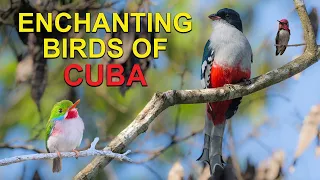 Meet the Spectacular Birds of CUBA