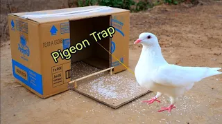 Pigeon Trap with single door closed Using card board box