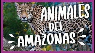 👉🟢 TOP 10 ANIMALES DEL AMAZONAS PERUANO 🇵🇪