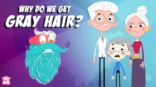 Why Do We Get GRAY HAIR? | Why Does Hair Turn GRAY? | The Dr Binocs Show | Peekaboo Kidz