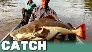 The Redtail Catfish and Parasitic Blood Sucker | River Monsters | Catch