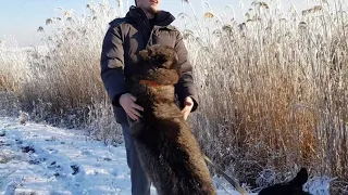 Большой канадский волк знакомится с человеком! Лютоволк Ручной волк нападает целует .Игра пристолов