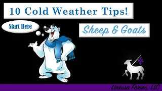 10 Cold Weather Tips for Sheep and Goats!