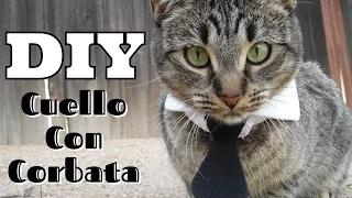 DIY Cuello con Corbata collar para gato