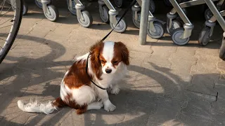How to Respond to Howling in Cavalier King Charles Spaniels