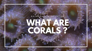 Coral 101