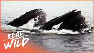 Humpback Whale: Nature's Gentle Giant | Amazing Animals | Real Wild