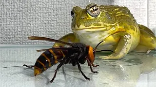 Queen of the big giant hornet / Pacman frog , African bullfrog【LIVE FEEDING】