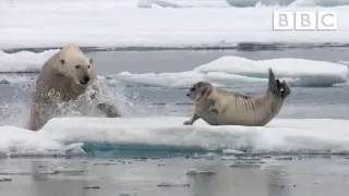 Starving polar bear pounces on a seal | The Hunt - BBC