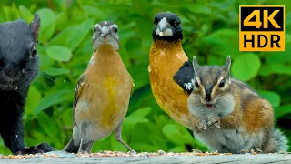 Cat TV for Cats to Watch😺8 Hours🐦Summer Birds, Squirrels, and Chipmunks in Canadian Woods(4K HDR)