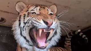 Тигр Ройс очень напугался /Tiger Royce was very scared