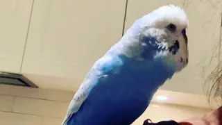 Amazing Talking BUDGIE "Giggles" Video #10