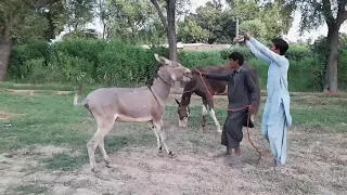 Super Murrah Donkey and Horse Meeting | Mule Donkey mating with mare