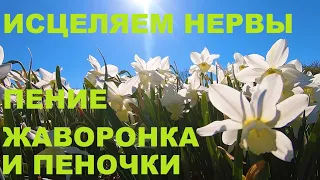 ПЕНИЕ ЖАВОРОНКА ,ЗЯБЛИКА И ПЕНОЧКИ ВЕСНИЧКИ   УБЕРУТ ТРЕВОГУ И ПЛОХОЕ НАСТРОЕНИЕ. НАСТУПАЕТ РАДОСТЬ