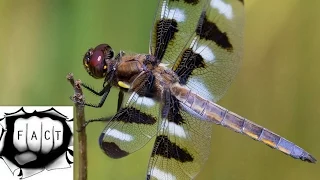 Top 10 Unusual & Amazing Dragonflies