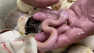 Hatching a Rainbow of Snakes?