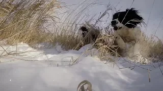 Field Bred English Springer Spaniel