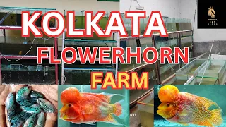 flowerhorn breeding setup srd, kml ,golden, thaisilk best quality fish farm in kolkata lowest price