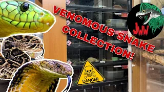 HUGE VENOMOUS Snake Collection! King Cobras, Mambas, and More!!!