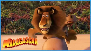 DreamWorks Madagascar | You Can't Swim | Madagascar Movie Clip