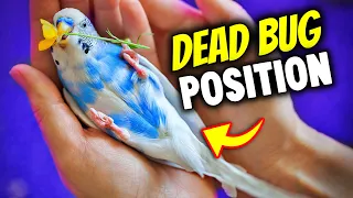 What Your Bird's Sleeping Position Reveals About its Personality