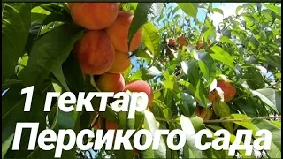 БОЛЬШОЙ ЧАСТНЫЙ ПЕРСИКОВЫЙ САД В ОДИН  ГЕКТАР