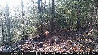 Kuna Lesní v Lužických horách ( Marten in Lusatian Mountains )