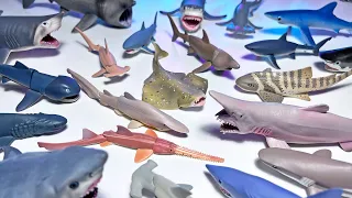 Sharks Collection, Goblin Shark, Thresher Shark, Lemon Shark, Sawfish, Megamouth Shark, Hammerhead