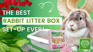 How To Set Up a Rabbit Litter Box (For Beginners)