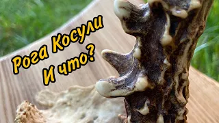 Медальон для рогов Косули своими руками.Первый опыт.