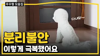 강아지 분리불안이 고민이라면? 찐 해결했던 방법과 꿀팁 모음.zip