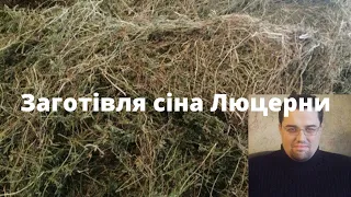 Заготівля сіна люцерни  на зиму