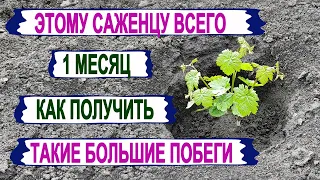 🍇 Узнай! Как ПОЛУЧИТЬ УРОЖАЙ винограда на ГОД РАНЬШЕ. Эти Саженцы растут быстрее своих однолеток.