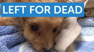 Sick Puppy Left for Dead | The Mayhew