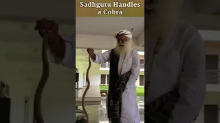 Sadhguru Handles a Cobra  #sadhguru #sadhgurushorts #cobra