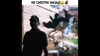 Это мой зоопарк😂🦧 #shorts #юмор #приколы #обезьяна #monkey #бешеный