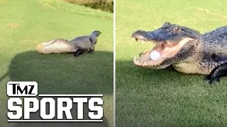 Giant Alligator Steals Golf Ball on Louisiana Course, Play It Where It Lies!!! | TMZ Sports