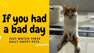 If you had a bad day, just watch these daily happy pets | Day 31