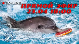 Тренировка с моржонком Лялей и дельфином Музой в Санкт-Петербургском Дельфинарии