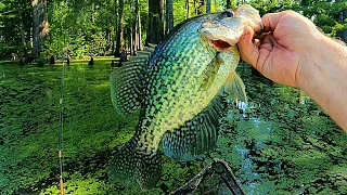 Bream and Crappie fishing in the Cypress tupelo swamps